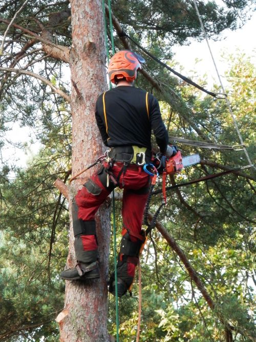 tree surgeon tree logger lumberjack