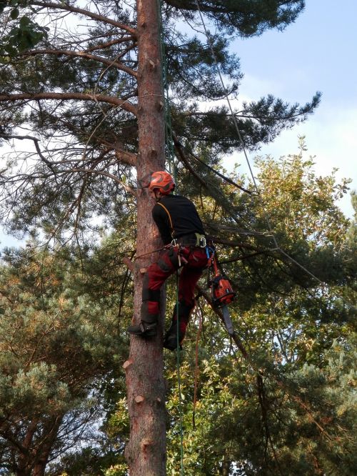 tree surgeon tree logger chainsaw