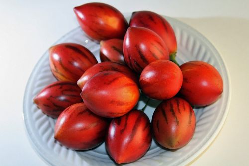 tree tomato fruit fruit red