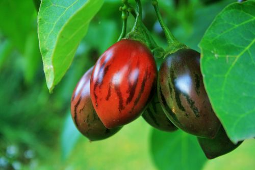 Tree Tomato Fruit