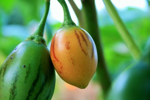 Tree Tomato Ripening