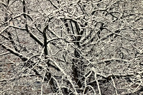 tree top branch snow laden branch