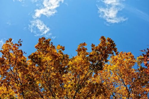 tree top tree autumn tree