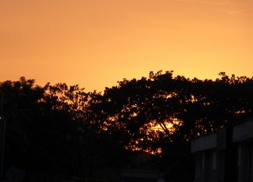 tree tops evening sunset