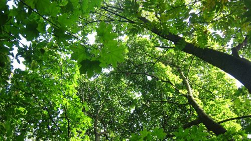 tree-tops deciduous trees greenery