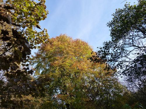 tree tops autumn tree