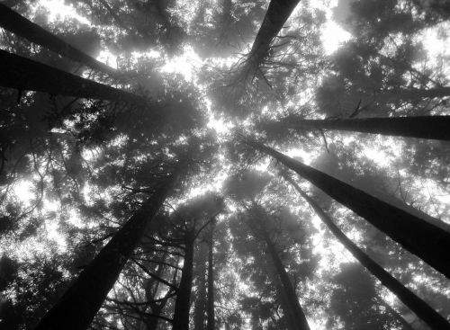 tree tops black and white sun