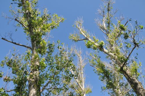 Tree Tops And Blue Sky