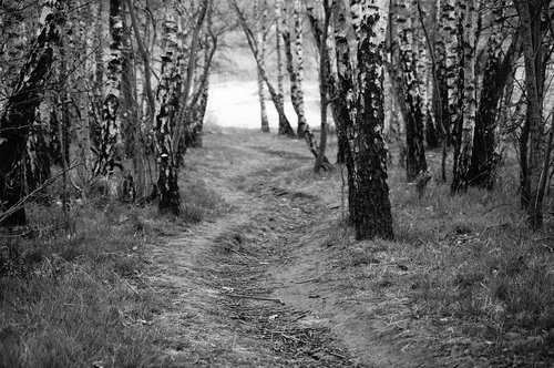 tree trees  away  birch birch