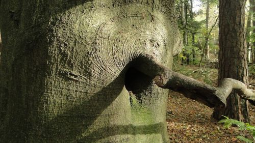 tree trunk forest branch