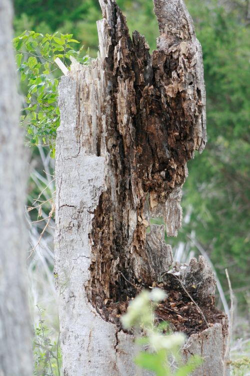 Tree Trunk