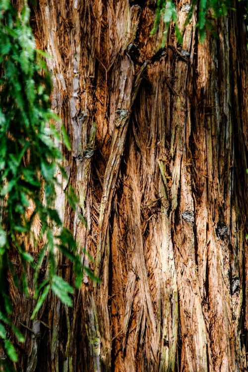 tree trunk bark texture