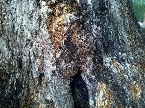 tree trunk bark tree