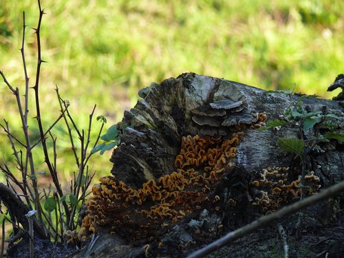 tree trunk  mushroom  agaric