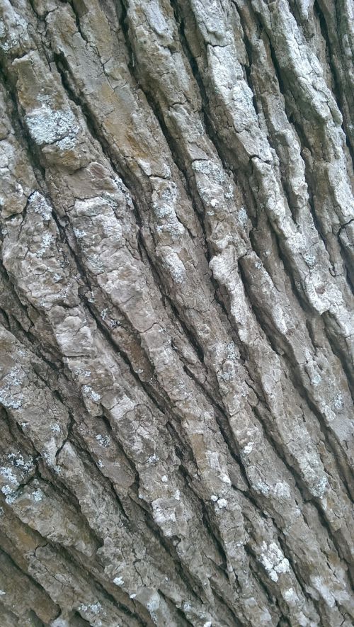 tree trunk texture brown
