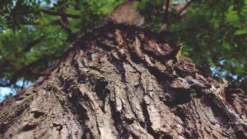 tree trunk bark nature