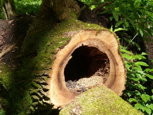 tree trunk hollow plants