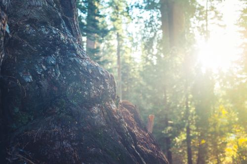 tree trunk bark forest