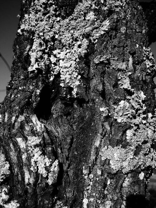 Tree Trunk In B&amp;w