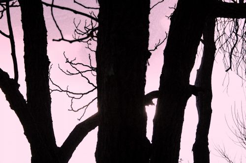 Tree Trunk Silhouette