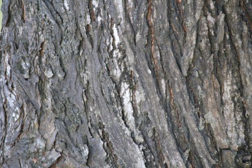 Tree Trunk Texture 3