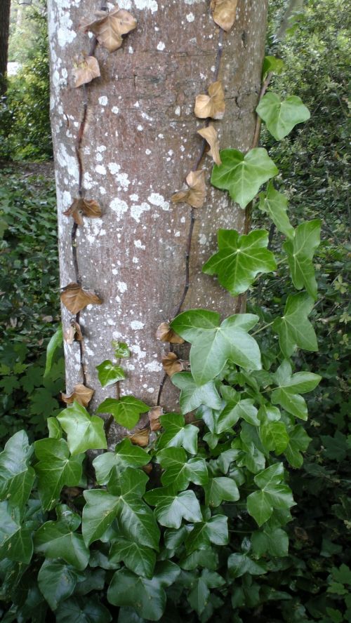Tree Trunk With Leaves