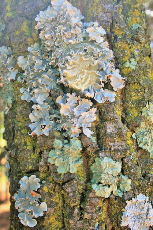 Tree Trunk With Lichen Formation
