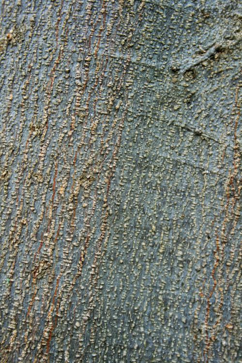 Tree Trunk With Red Lines