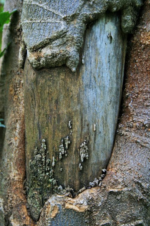 Tree Trunk With Stripped Bark