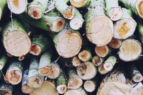 tree trunks strains wood