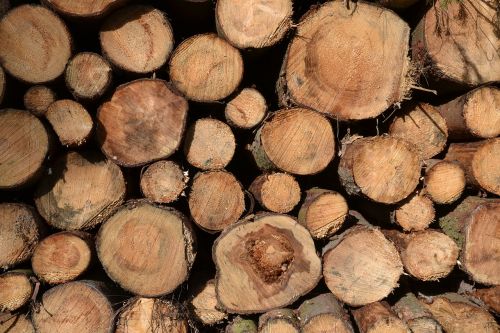 tree trunks timber timber industry