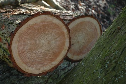 tree trunks annual rings wood