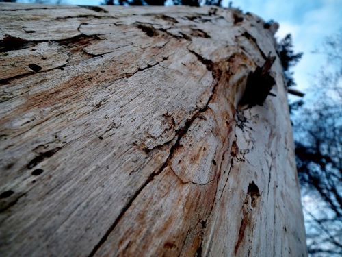 tree trunks wood forest