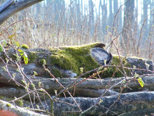 tree trunks forest spring