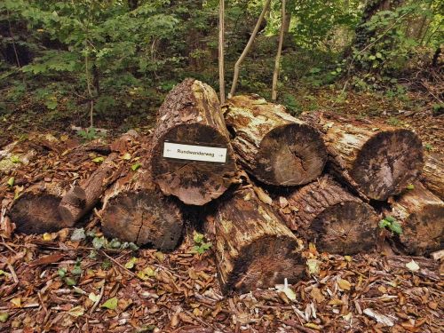 tree trunks directory nature