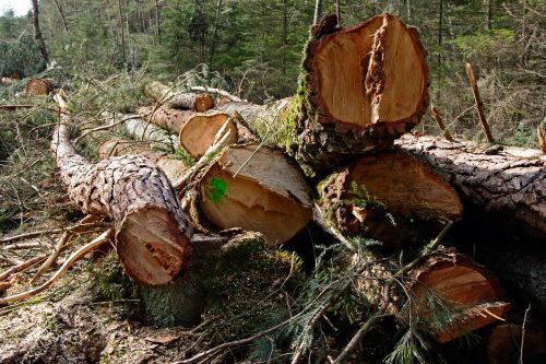 tree trunks lumber pine
