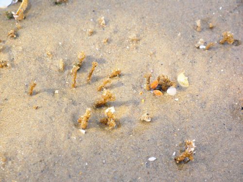 tree tube worm worm lanice conchilega