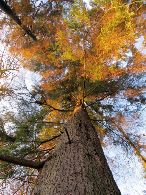 Tree Upper View