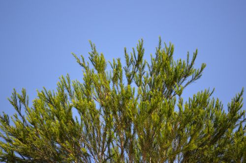 Tree With Clear Blue Sky