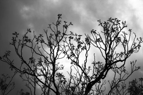 Tree With Clouds In Black &amp; White