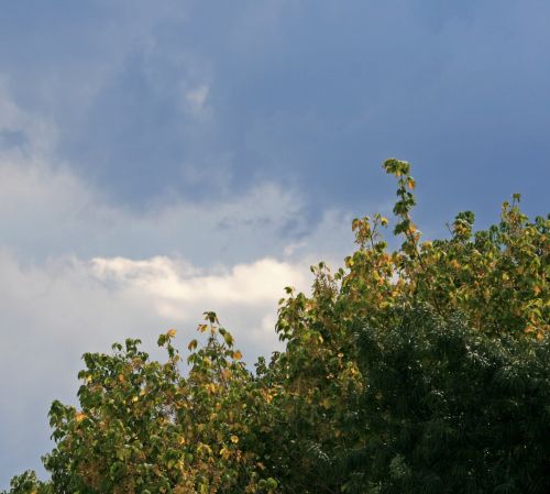 Tree With Cloudy Sky