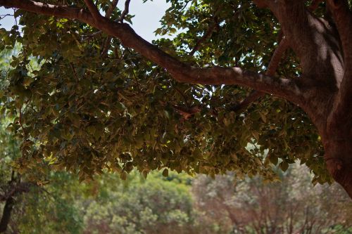 Tree With Dense Foliage