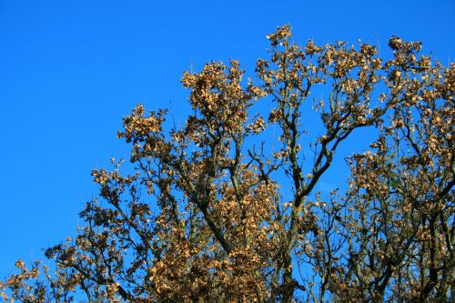 Tree With Dry Leaves