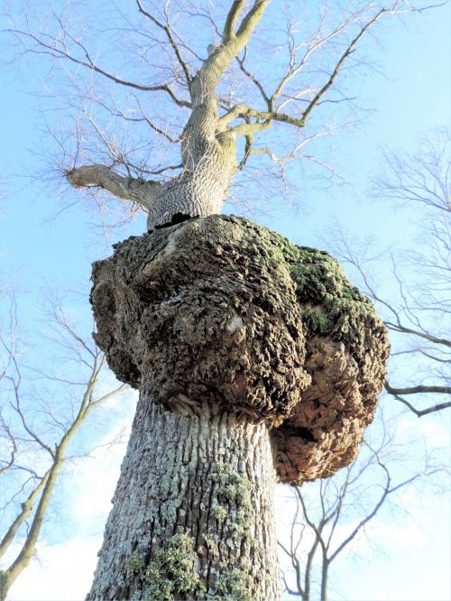 Tree With Knot