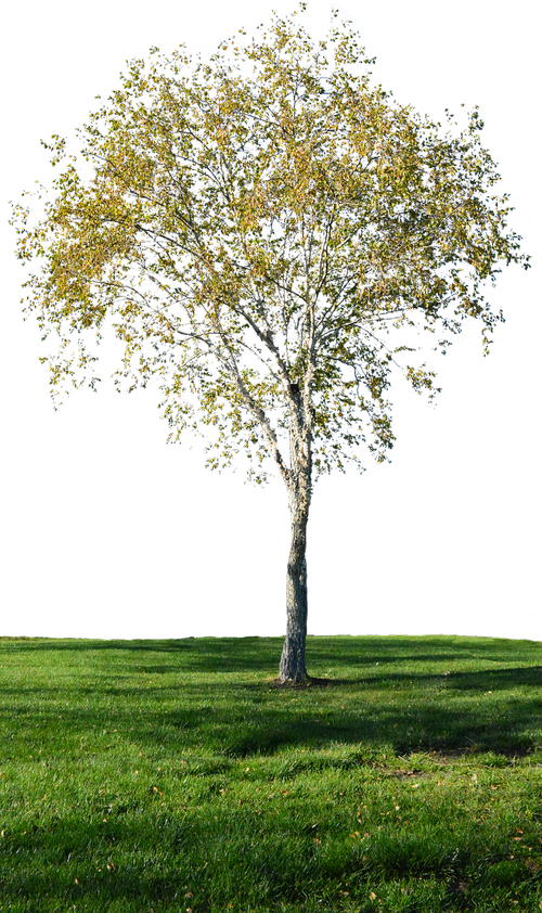 tree with no background  grass  landscape