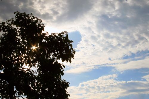 Tree With Sun Diamond