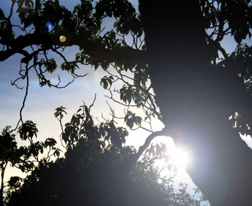 Tree With Sun Focus