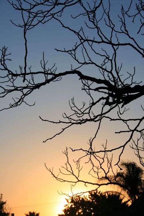 Tree With Sunset