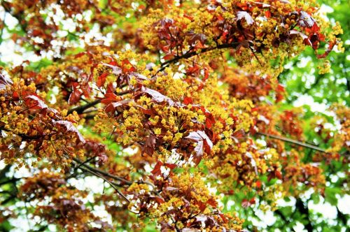 Tree With Yellow Flowers In Spring