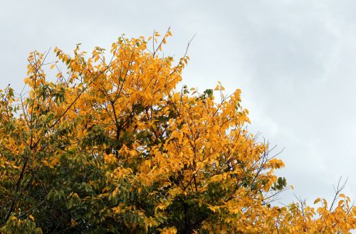 Tree With Yellow Leaves